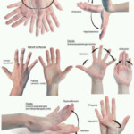 Anatom a Humana UAL Articulaciones Metacarpofal ngicas Y Sus Movimientos