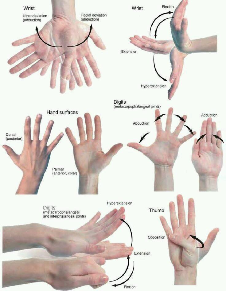 Anatom a Humana UAL Articulaciones Metacarpofal ngicas Y Sus Movimientos