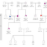 Essays On Genogram Free Argumentative Persuasive Descriptive And