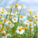 Multi Technique Relaxation Therapist Aid