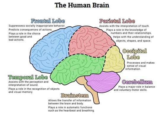 The Human Brain Diagram Worksheet Therapist Aid Human Brain 